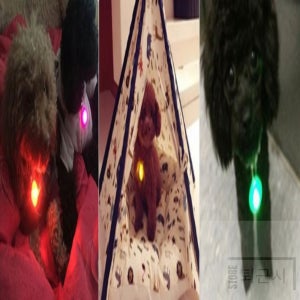 퇴근시 애견용 LED 목방울 1P 애묘방울 강아지목끈 방울목걸이 애묘목줄 애견목줄