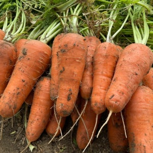 산지직송 고당도 경남 하우스 흙당근 3kg 5kg 10kg 당일수확 햇당근