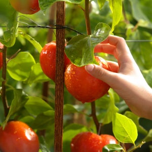 산지직송 최상품 유럽종 완숙토마토 2kg ,5kg