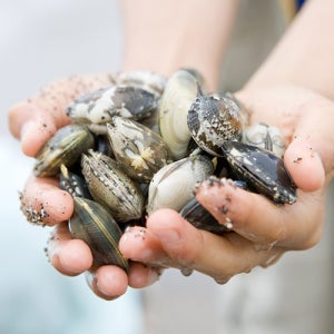 바지락 왕바지락 남해 활 바지락 바지락탕 칼국수 1kg 2kg 3kg 4kg 5kg