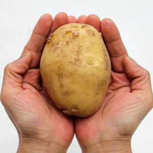 강원도 햇감자 수미감자 3kg 5kg 10kg 농가 직배송