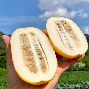 고당도 성주참외 3kg 5kg 10kg 선물용 가정용 한박스 꿀 못난이참외 참왜
