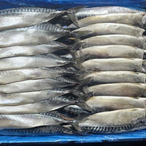 노르웨이산 간고등어 자반고등어 20미 업소용 도매 구이 저염