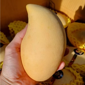 항공직송 태국망고 고당도 생망고 4kg 2kg 골드망고