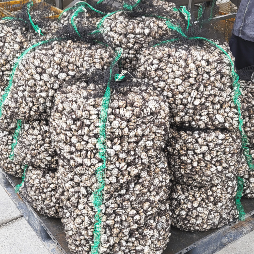 새꼬막 벌교꼬막 제철 당일 조업 3kg 5kg