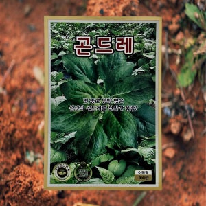 곤드레 씨앗