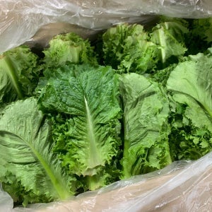 국내산 로메인 청상추 500g