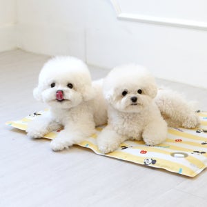 디즈니 강아지 고양이 여름 쿨매트 M 사이즈