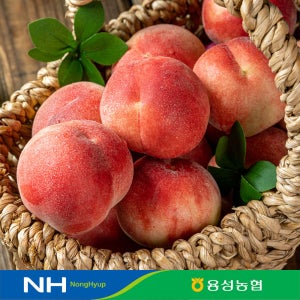 산지직송 경산 용성농협 신품종 대극천 옐로드림 복숭아(명도 이노센스 스위트퀸)