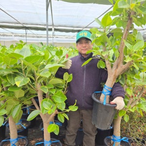 공기정화식물 아레카야자 대품 거실 카페 사무실 인테리어 식물 화분키우기