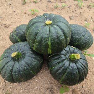 솔이네 제주미니단호박 보우짱 밤호박 못난이 5kg 8kg 10kg