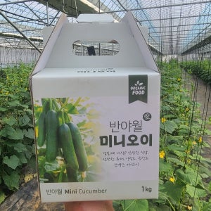 [갸나다반야월] 미니오이 2KG 스낵 작은 꼬마오이