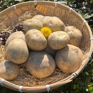 부부푸드 국내산 설봉 감자 햇 알감자 1.5kg 3kg 5kg