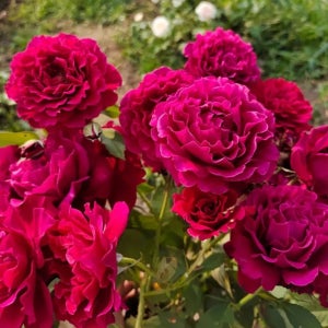 가와모토로즈 콜린루즈 - 일본 사계 장미 월동가능 꽃나무친구 연속개화 향기장미