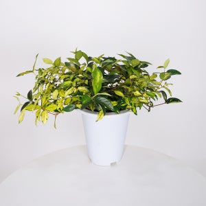 데팡스 중품 황금마삭줄 마삭 화초 실내공기정화식물 집에서키우기쉬운 식물 포트 화분