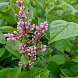 플레스토니아라일락 은은한 향기에 라일락 120L포트묘