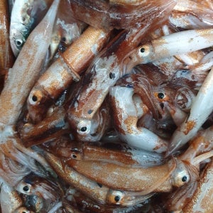 늘초록길목 동해 활 생물 횟감 통찜 생물오징어 /선상냉동1kg 4-10미