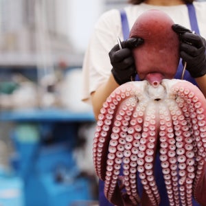 피문어 동해 속초 고성 숙회 활 자숙 참문어 대문어 시세 4.5kg, 1개