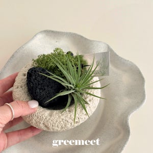 그리밋 틸란드시아 이오난사 미니 화분 키우기 쉬운 공기정화 반려 식물