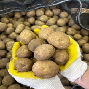 감자 햇감자 제주감자 수미 알감자 1kg 2kg 3kg 5kg 10kg