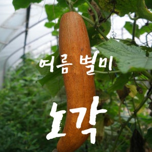 노각 오이 늙은오이 3kg 5kg 제철반찬