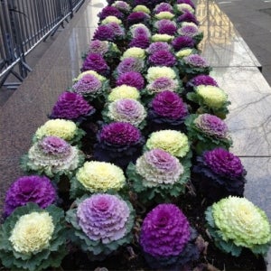 꽃양배추 씨앗 20립 선택구매, 겨울화단용 여름파종