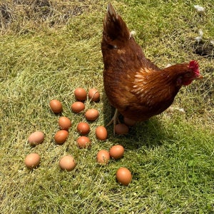 자연방사 난각번호1번 30구 무항생제 유정란