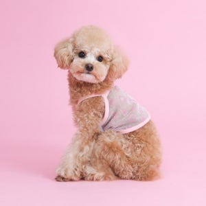 [국내제작] 쥬시톡톡 시스루 나시 5종 면100% 강아지 고양이 반려동물 여름 망사 옷