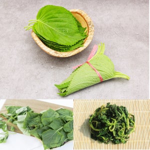 국내산 찹찹이 깻잎 밀양 꺳잎나물 깻순나물 꺳잎순 추부 깻잎 1kg