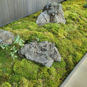 [SONGTREE] 프리저브드 이끼 1box 플랜테리어 인조조경 카페