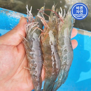 바른자연 고흥 산소포장 횟감용 활 흰다리새우