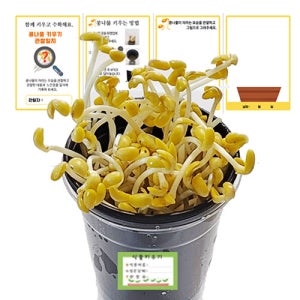 콩나물 키우기 기르기 키트 국산콩 새싹 식물 키우기(관찰일지 포함)