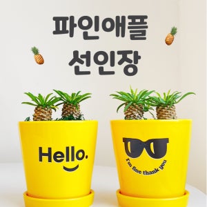 괴마옥 파인애플선인장 화분 초보식집사 다육식물 반려식물