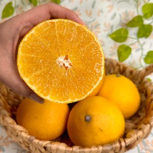 산지직송 제주 황금향 2kg 3kg 5kg 10kg 여름제철 제주감귤 선물세트