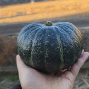 뉴질랜드 단호박 3kg 5kg 밤단호박 보우짱 땅콩호박
