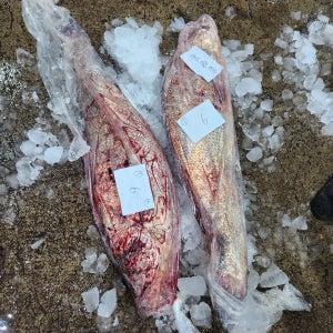 야무지개수산 민어회 신안 목포 자연산 임자도 3kg 4kg 5kg 6kg