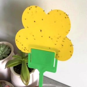 뿌리파리 초파리 날파리 벌레 초파리트랩 화분 끈끈이 10P