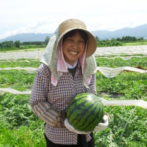 수박 하우스 고당도 꿀 애플 수박 흑수박 가정용 선물용 8kg 블랙 망고