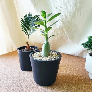 맨션메이트 석화 아데니움 오베숨 사막의 장미 미니 바오밥 아프리카식물