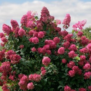 컬러초이스 목수국 파이어라이트 30cm 관상수 나무 특묘