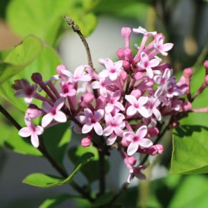 미스김 라일락 요시 9cm 화분묘 꽃나무