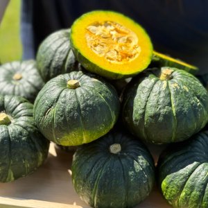 25년 제주 미니밤호박 단호박 보우짱 로얄과 2kg/2개구매시 5kg업그레이드 발송