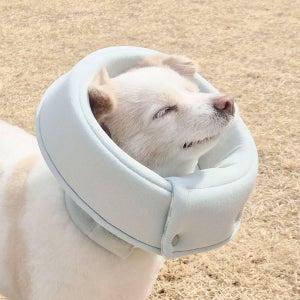 [포리보리] 강아지 고양이 맞춤 오가닉 넥카라