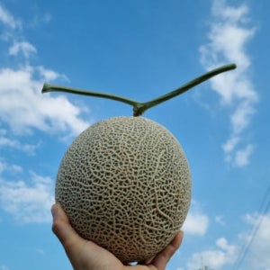 달콤한 얼스메론 과일 선물 멜론(4~8kg)