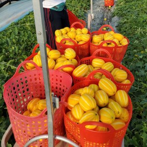 성주 꿀 참외 무려 10kg 고당도 못난이 가정용 참외 산지직송