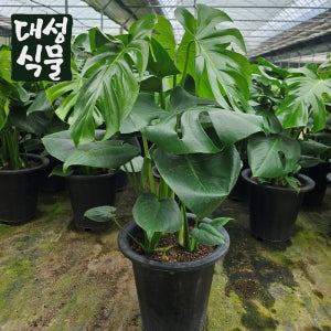 몬스테라 대형 공기정화 인테리어 실내식물 키우기쉬운 반려식물 대품 대성식물