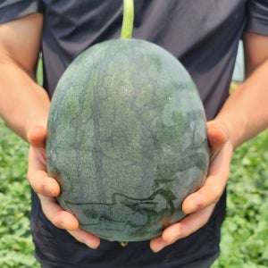 수박 하우스 망고 고당도 흑 노란 꿀 5kg 6kg 7kg