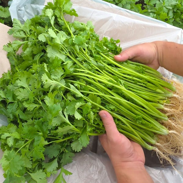 보냉포장 동두천 가마소 농부 고수 0.5kg 1kg 당일수확 향신료 뿌리포함[생생정보]