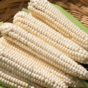2025 햇 괴산대학찰옥수수 흑 찰옥수수 찐옥수수 햇찰옥수수 햇옥수수 생옥수수