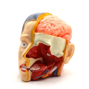 HMS 뇌의구조분리모형 규격 145x175x